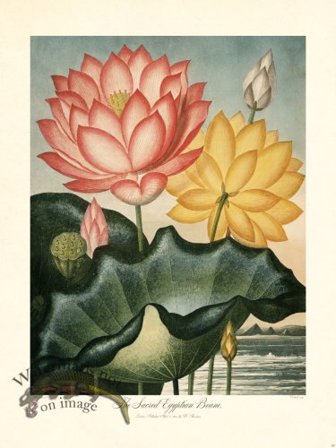 (image for) 31 Sacred Egyptian Beane