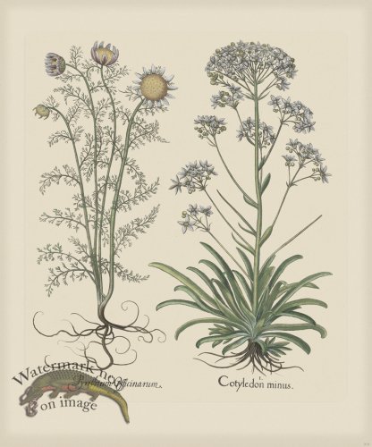 (image for) Besler 213 Colored B2