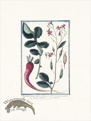 (image for) Bonelli 342 Radish