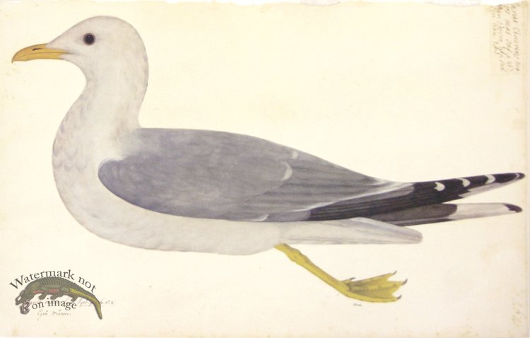 (image for) 267 Swedish Birds . Larus Canus . Common Gull