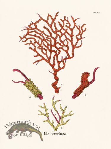 (image for) Esper Coral 012