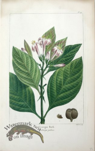 (image for) 11 Georgia Bark