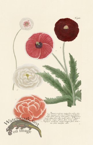 (image for) Weinmann PL 788