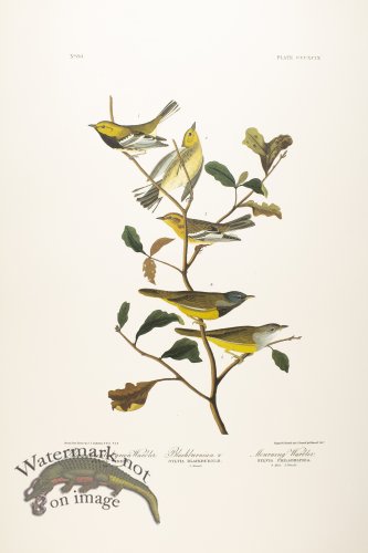 Black Throated Green Warbler