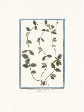 Bonelli 096 Periwinkle