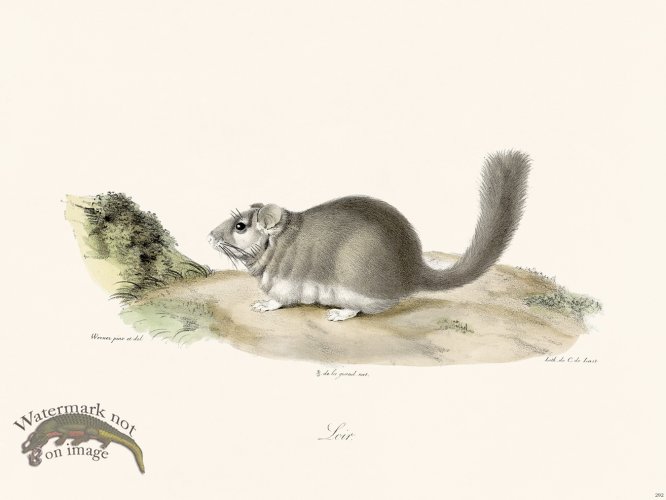 (image for) Cuvier 292 Dormouse