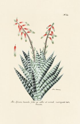 (image for) Weinmann PL 069