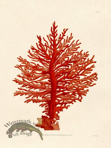 (image for) Shaw Nodder SL 29