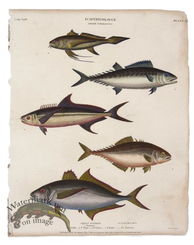 (image for) Mackerel Corvina
