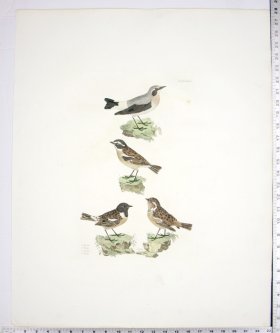 Wheat Ear; Whin Chat; Stone Chat-M/F