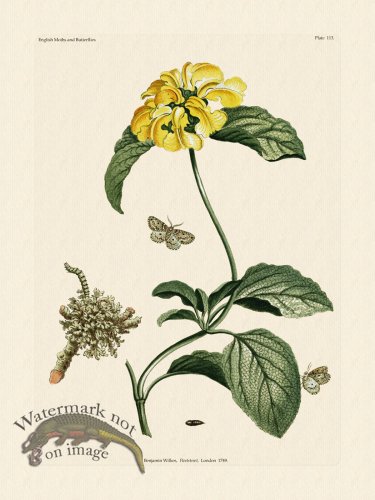 (image for) Wilkes Butterflies 113