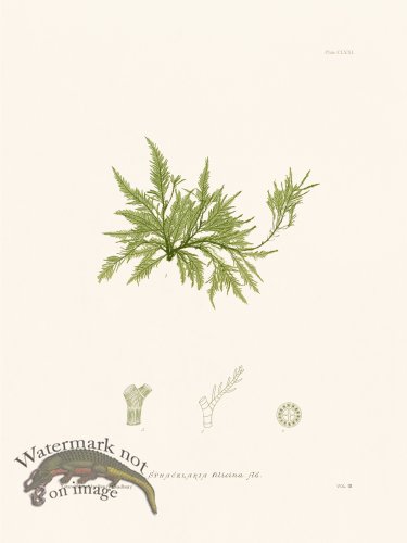 (image for) Bradbury Seaweed 171