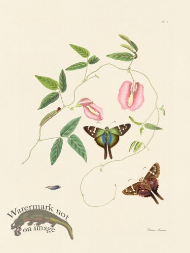 (image for) Abbot Butterfly 018