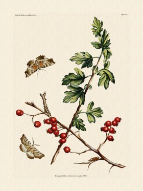 Wilkes Butterflies 058