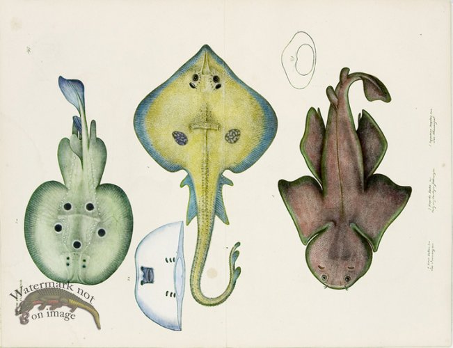 (image for) Goldfuss Eyed Electric Ray