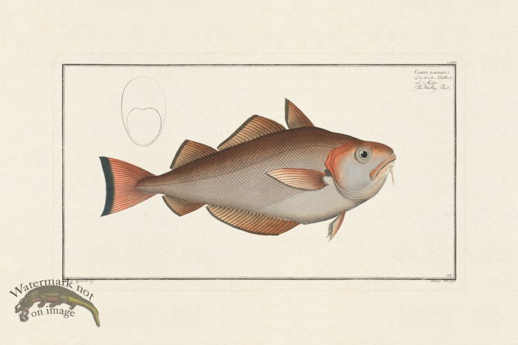 (image for) BLOCH FISH 166