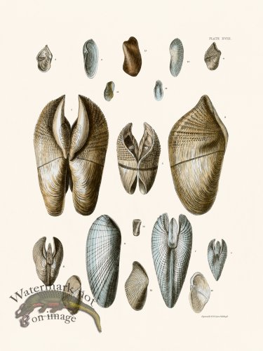 (image for) Cpt Brown Shell 18