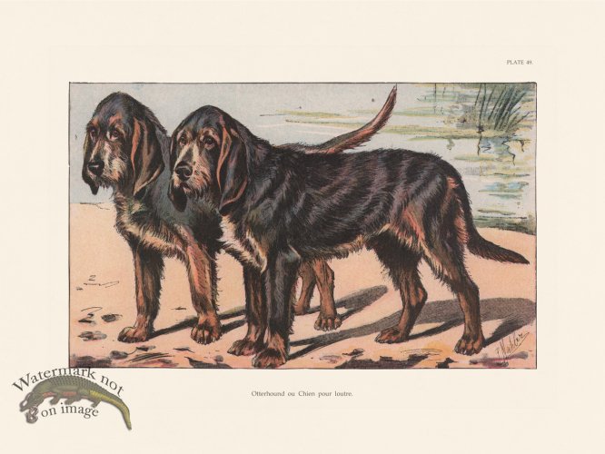 (image for) Les Chiens 049