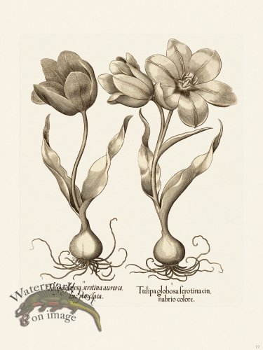 (image for) Besler 077 B1