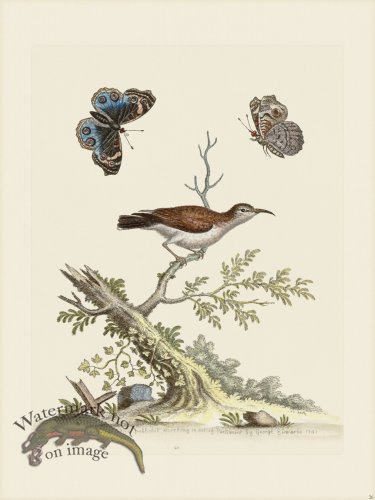 (image for) Edwards 026 Little Creeper