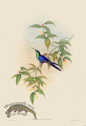 (image for) Gould Hummingbird 100