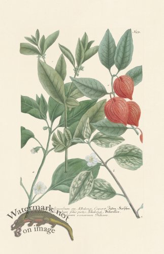 (image for) Weinmann PL 931