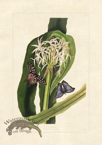 (image for) Edward bury 11