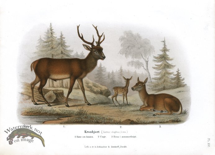 (image for) MoS Deer 1