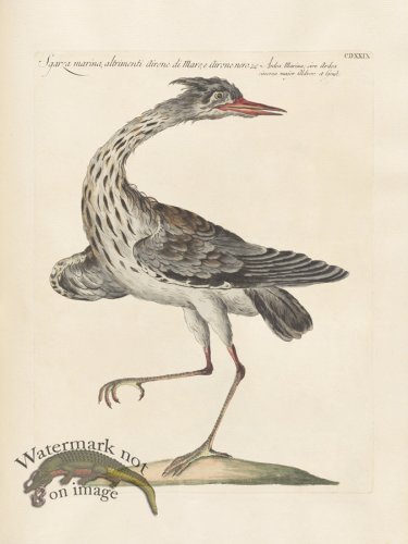 (image for) Manetti 429