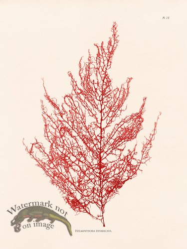 (image for) Oceanie 18