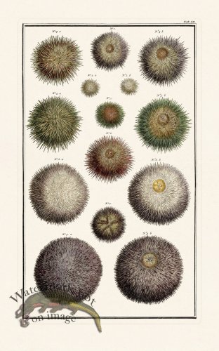 (image for) Seba B2 012