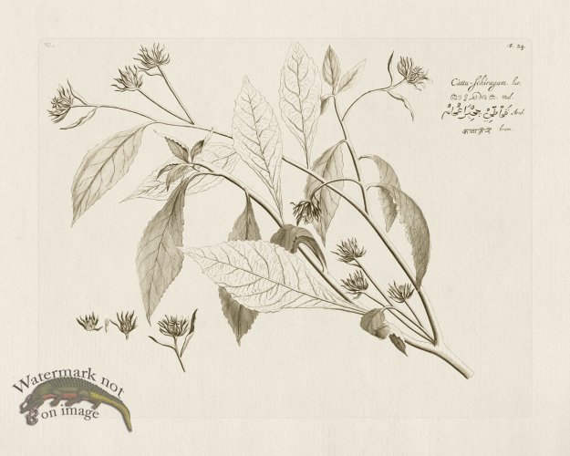 (image for) HORTUS VOL 02 24