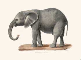 Cuvier 090 Elephant Male From Africa