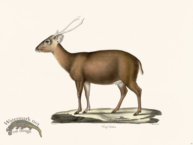 (image for) Cuvier 034 Pig Deer