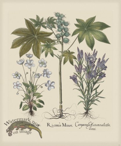 (image for) Besler 248 Colored B2