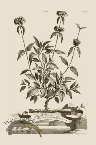 (image for) Abraham Munting 115