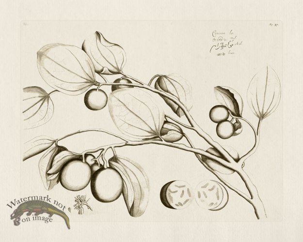 (image for) HORTUS VOL 01 37