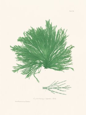 Bradbury Seaweed 190