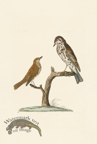 (image for) Pennant Zoology 082