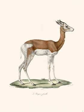 Cuvier 057 Dama Gazelle Female