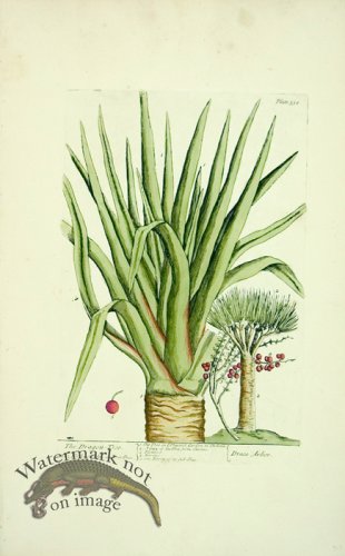 (image for) Blackwell E 08