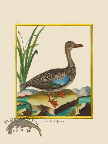 (image for) Martinet Bird 403