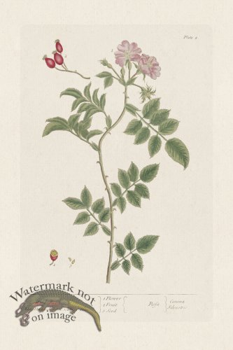 (image for) BEE 008 Wild Rose