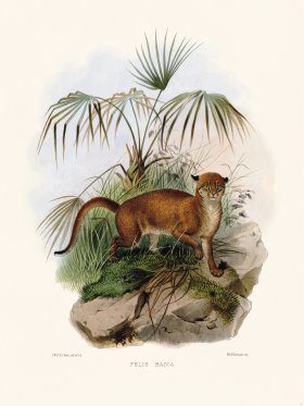 Elliot Cat 15 Cat Badia