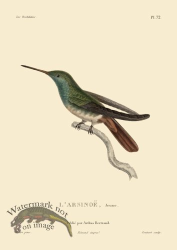 (image for) Humming Bird 72