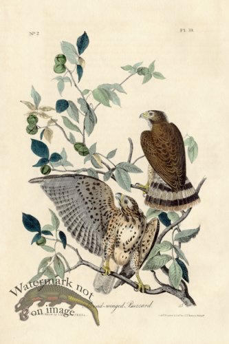 (image for) Broad-winged Buzzard UTC