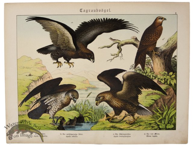 (image for) Sea Eagle Golden Eagle