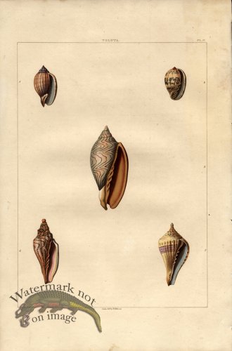 (image for) Perry pl 17