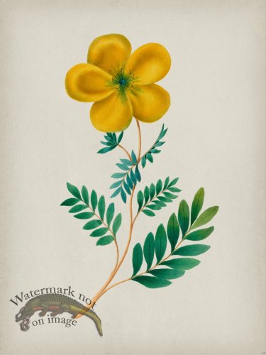 (image for) Andean Botanicals 022