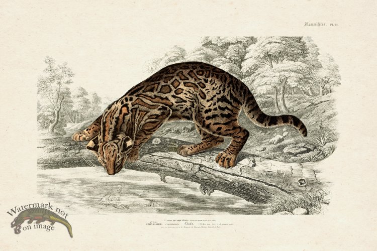 FNH 12 Ocelot
